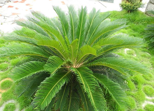 鐵樹怎樣整形修剪，鐵樹的修剪方法介紹