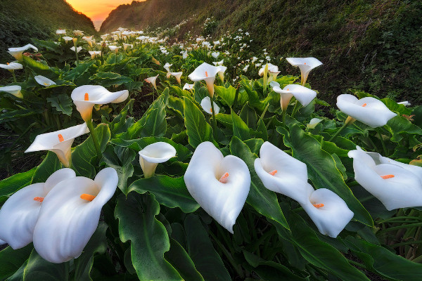 馬蹄蓮的開放時(shí)間