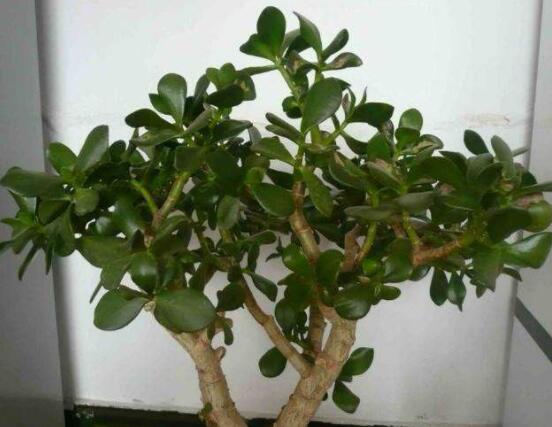 玉樹(shù)如何施肥，做到薄肥勤施原則(春夏秋冬)