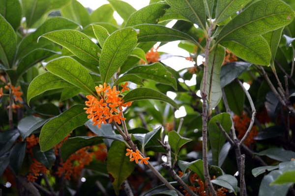 桂花樹(shù)的養(yǎng)殖方法和注意事項(xiàng)