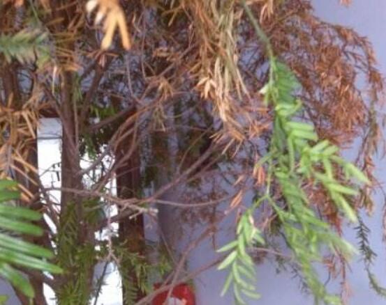 紅豆杉葉子干枯怎么辦，教你最有效三種解決方法