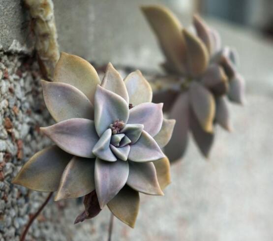 寶石花特點是什么，藥用價值是最大特色