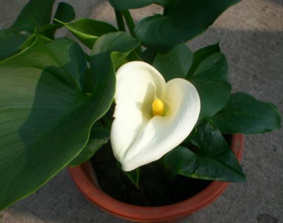 送馬蹄蓮花代表什么，不同顏色不同寓意(最深的祝福)