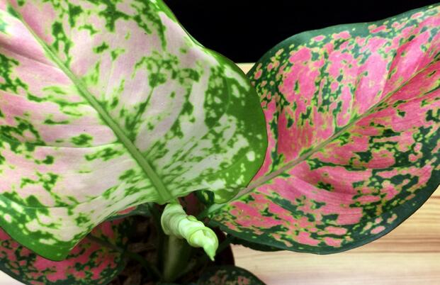 彩葉萬年青有毒嗎，汁液和莖部組織液有毒