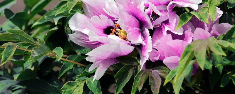 牡丹秋天開(kāi)花有什么兆頭