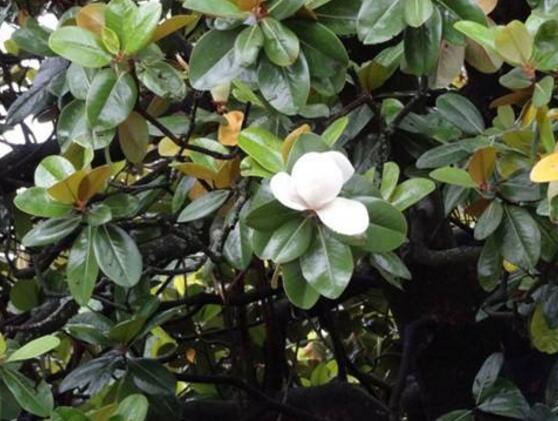 橡皮樹開花嗎，橡皮樹多久開花(一年兩次）