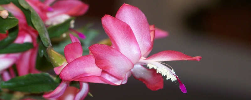 蟹爪蘭秋冬季節(jié)怎樣管理