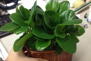 碧玉的花語是什么，碧玉花的風(fēng)水寓意