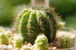 仙人球怎么施肥，仙人球施肥注意事項