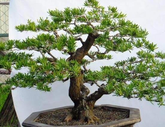 羅漢松盆景怎么養(yǎng)，老農(nóng)總結(jié)八大養(yǎng)殖方法