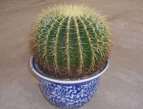 仙人球多久澆次水，仙人球澆水方法