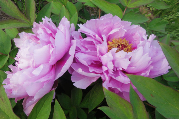 春節(jié)盆栽牡丹開花后怎么管理