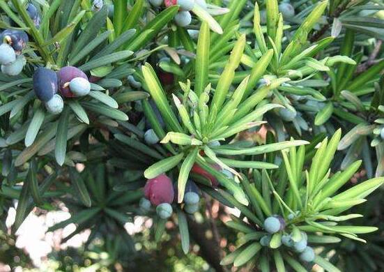 小葉羅漢松的養(yǎng)殖方法，老農(nóng)總結(jié)八大簡單易學(xué)的養(yǎng)殖技巧