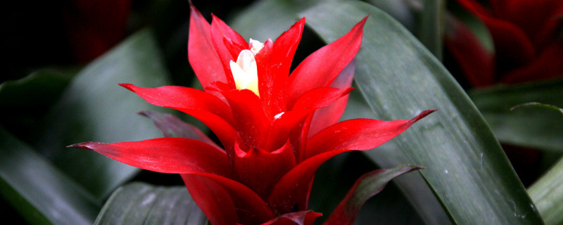 鴻運當(dāng)頭花喜陰還是喜陽