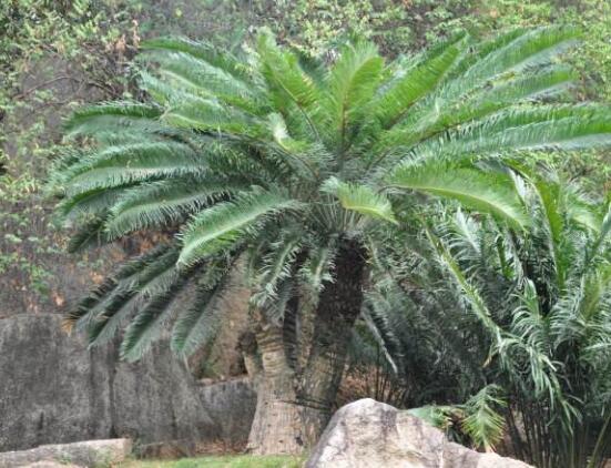 鐵樹有幾種，細(xì)數(shù)最好看的六大品種