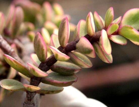 雅樂之舞為什么不紅，做好合適盆土/保持充足光照