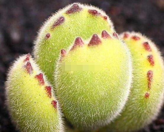 熊童子怎么養(yǎng)出紅爪子，保持足夠光照/做好澆水施肥