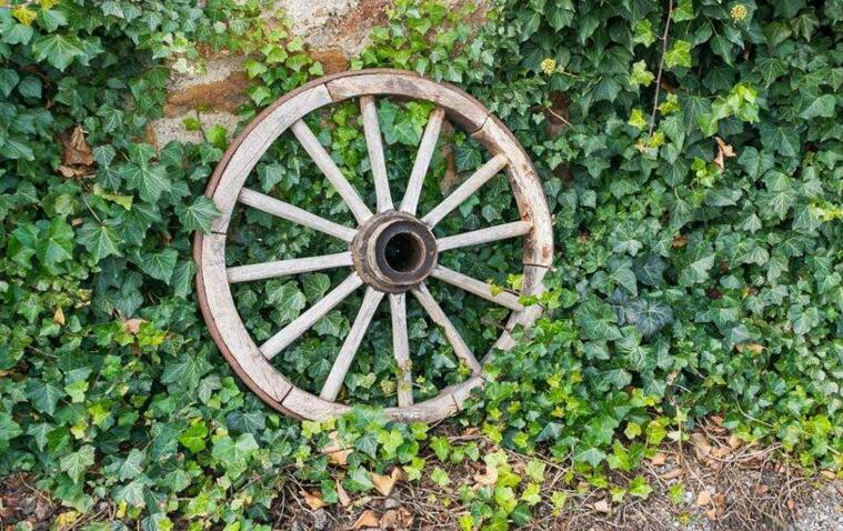 常春藤有毒嗎，有毒但是也有很大的藥用價值