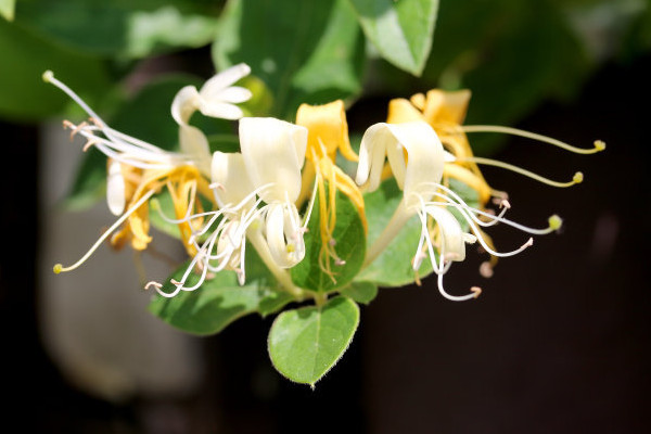 金銀花秋后什么時(shí)候澆水好