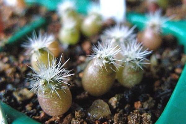 仙人球是怎樣繁殖的，有扦插/嫁接/播種三種方法