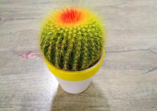 仙人球的寓意，寓意著外表堅(jiān)強(qiáng)而內(nèi)心柔軟