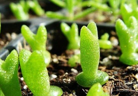 多肉碧光環(huán)種子種植，老農(nóng)總結(jié)最簡單易學六點基本步驟