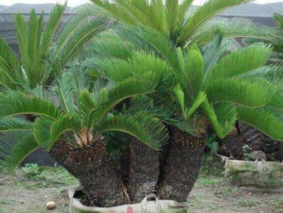 鐵樹怎么繁殖，鐵樹四大繁殖方法