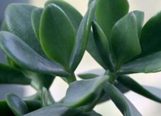 燕子掌能放在室內(nèi)養(yǎng)嗎，能/吸收有害氣體、釋放氧氣(身體健康)