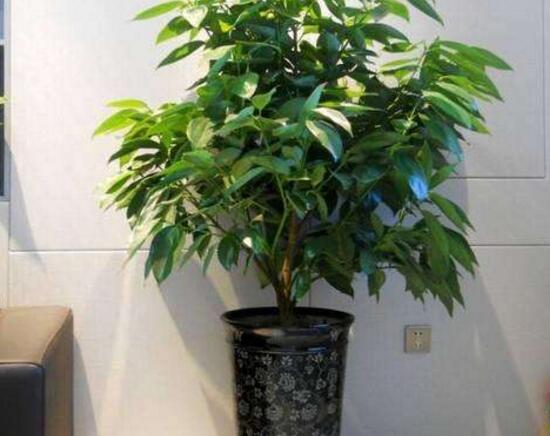 平安樹夏天怎么澆水，平安樹夏天多久澆一次水