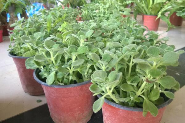 碰碰香夏天能暴曬嗎，暴曬很容易導(dǎo)致植株枯萎甚至死亡