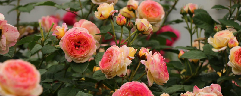 月季買回來(lái)種下蔫了怎么辦