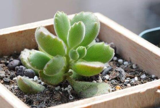 熊童子扦插技巧，五個(gè)簡單小步驟一學(xué)就會