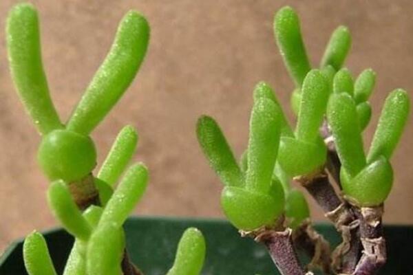 碧光環(huán)花語是什么，碧光環(huán)—可愛的精靈