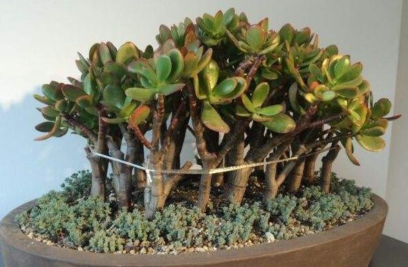 玉樹用什么土壤，最好使用沙土栽種