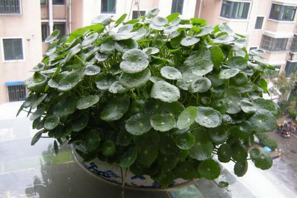 銅錢草與金錢草的區(qū)別，外形神似功效價值卻大不相同