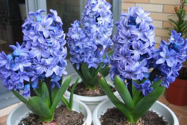 風(fēng)信子花謝后怎么處理，繼續(xù)栽培或冷藏保存種球