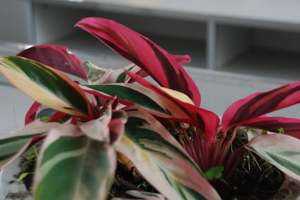 虎皮蘭冬季的養(yǎng)殖方法和注意事項(xiàng)