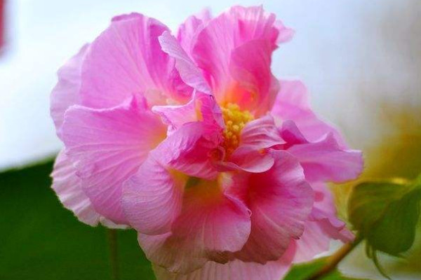 芙蓉花長斑是什么原因