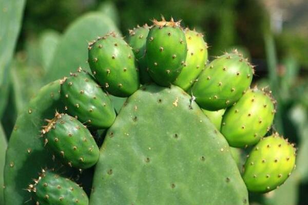 仙人掌去甲醛嗎，去甲醛效果一般，主要能力是吸收輻射