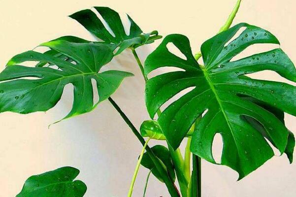 龜背竹一盆養(yǎng)幾棵好，根據(jù)花盆的大小形狀來決定