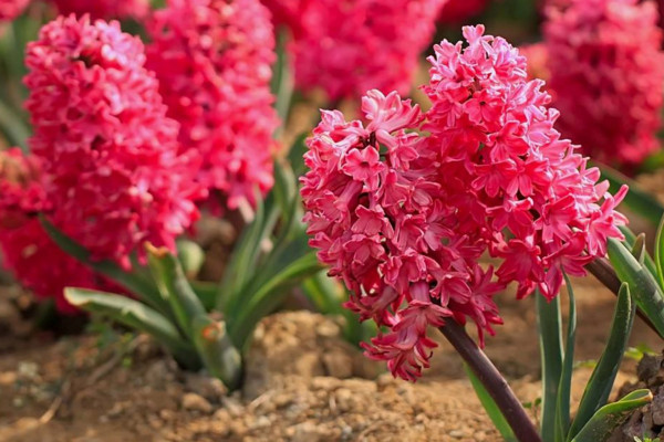 風(fēng)信子花的花語(yǔ)