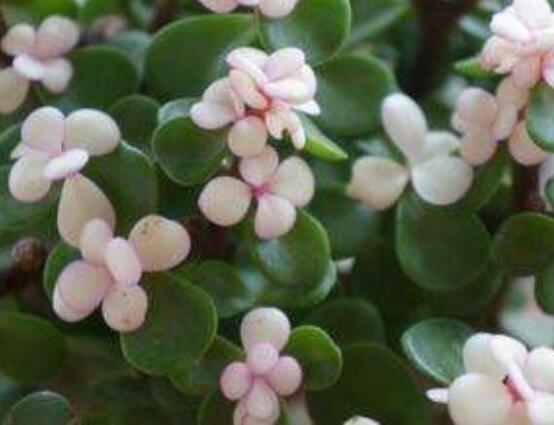 雅樂(lè)之舞水培怎么養(yǎng)，勤換水、保持合適溫度光照/前期養(yǎng)護(hù)