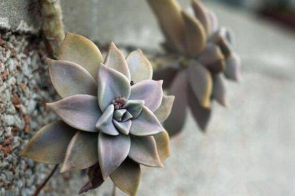 寶石花掉下來是怎么了，可能是以下5種原因?qū)е? src="/nongchan/d/file/20201223/cb3zsfzp00h.jpg" / data-sCsi="KMymKm"></p>
<p data-jzCQ="YtOyg3">
	寶石花在養(yǎng)殖的過程中還需要處于一個良好的通風(fēng)環(huán)境，通風(fēng)條件是它生長必須的，如果讓其長期處于封閉的環(huán)境中，也會影響到植株的生長，還容易招惹病蟲害，出現(xiàn)葉子掉落的情況。在這個時候我們需要搬動植株的位置，加強(qiáng)通風(fēng)條件。</p>
<p data-Nixi="kQTCBC">
	<strong data-jern="jYaxvg">施肥過量</strong></p>
<p data-14X9="tR4Ofb">
	<img alt=