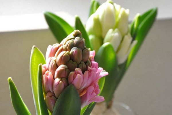 水培風(fēng)信子有毒嗎，有毒要避免接觸皮膚