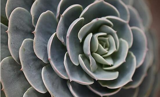 寶石花的花語是什么，代表著一種永不凋謝的愛、大富大貴