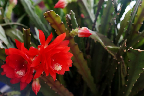 令箭荷花的養(yǎng)殖方法和注意事項(xiàng)，保障優(yōu)良的通風(fēng)性