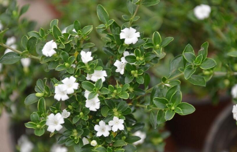 盆景六月雪的養(yǎng)護知識，土壤和環(huán)境都要適宜它的生長