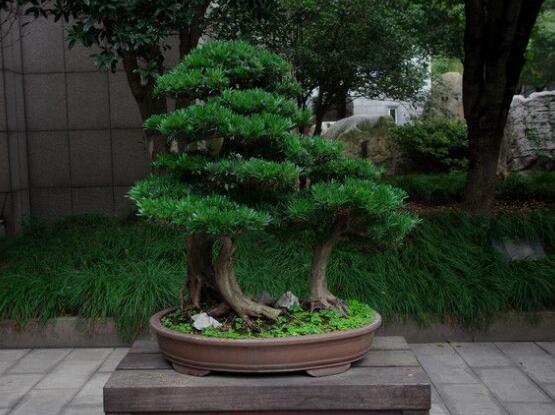 羅漢松可以放客廳嗎，可以/帶來(lái)主人家福氣、鎮(zhèn)守財(cái)寶