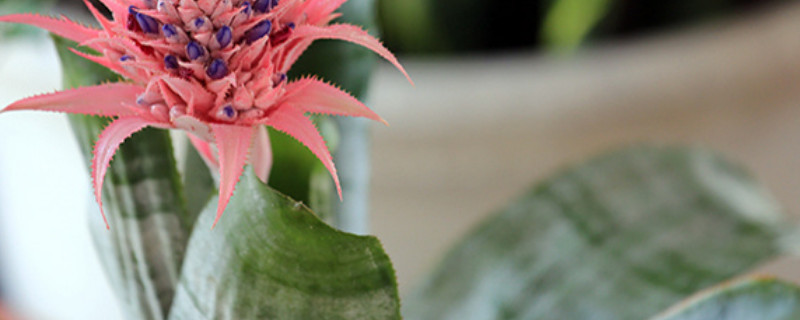 虎皮蘭夏天能曬太陽嗎