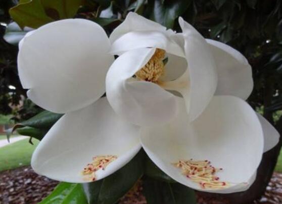 橡皮樹開花嗎，橡皮樹多久開花(一年兩次）